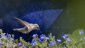 Hummingbird on lithodora